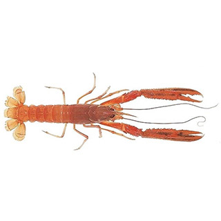 La langoustine